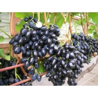 Виноград Надежда АЗОС Виноград Надежда АЗОС