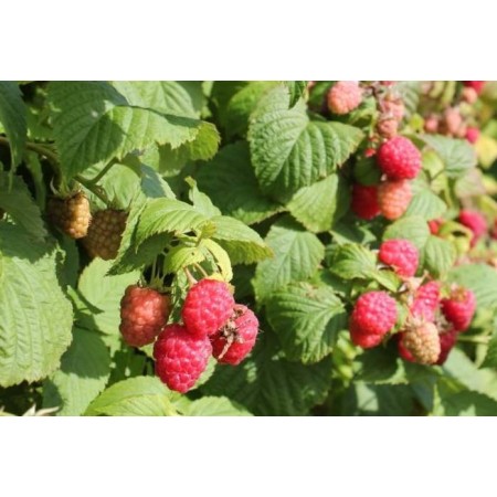 Малина Исполин