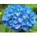 Гортензия Морская волна
