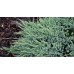 Можжевельник чешуйчатый блю карпет