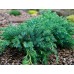 Можжевельник чешуйчатый блю карпет
