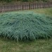 Можжевельник чешуйчатый блю карпет