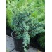 Можжевельник скальный блю компакт