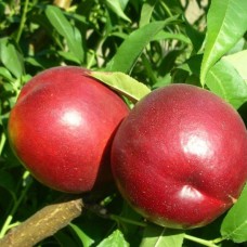 Нектарин Нектаред 4