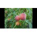 Персик Эрли Крест
