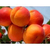 Колоновидный Персик Юбилей столицы Колоновидный Персик Юбилей столицы