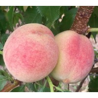 Персик Лойко