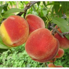 Персик Воронежский