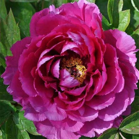 Пион древовидный Красный Луоянг (Luo Yang Hong)