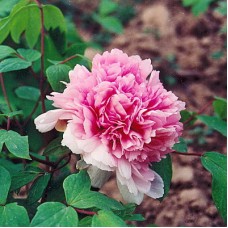 Пион древовидный Розовое серебро и золотая рыбка