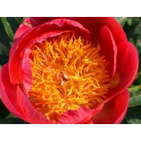 Пион Корал н Голд (Coral n Gold) Пион Корал н Голд (Coral n Gold)