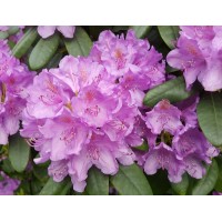 Рододендрон Грандифлорум (Grandiflorum) Рододендрон Грандифлорум (Grandiflorum)