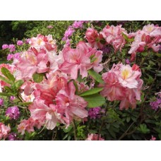 Рододендрон Сесиль (Cecile)