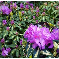 Рододендрон Малтон Голд (Malton Gold)