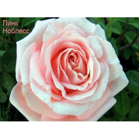 Роза Пинк Ноблесс