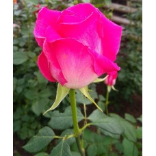 Роза Утро Парижа