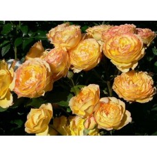 Роза Велл Бинг