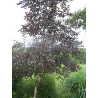 Береза гибридная crimson frost