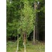 Береза повислая obelisk