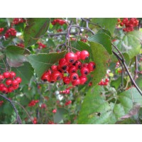 Боярышник морденский toba