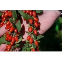 Годжи обыкновенная sweet lifeberry