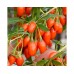 Годжи обыкновенная sweet lifeberry
