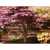 Клен дланевидный