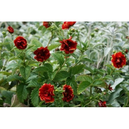 Лапчатка гибридная arc en ciel