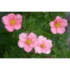 Лапчатка кустарниковая lovely pink