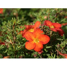 Лапчатка кустарниковая marrob