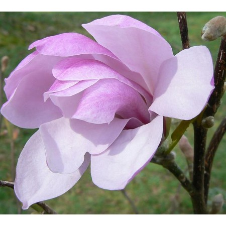 Магнолия звёздчатая Джорж Генри Керн