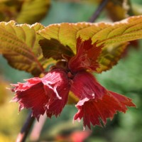 Лещина обыкновенная rotblattrige zellernuss Лещина обыкновенная rotblattrige zellernuss