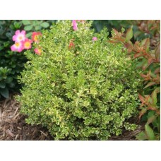 Самшит мелколистный golden dream