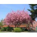 Сакура (вишня декоративная) Гажо