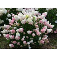 Гортензия Сандей Фрайз