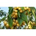 Черешня колоновидная Желтая