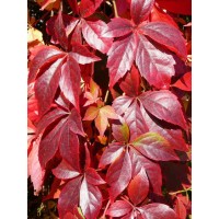 Виноград девичий Виноград девичий