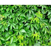 Виноград девичий пятилисточковый Виноград девичий пятилисточковый