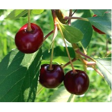 Вишня Дымка