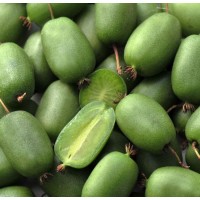 Актинидия Аргута