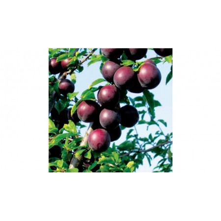 Алыча Глобус