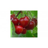 Черешня Самба