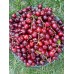 Черешня Стар