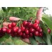 Черешня Тютчевка