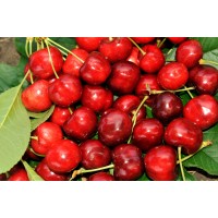 Черешня Василиса