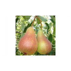 Груша Аббат Фетель