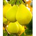 Груша Лимонка