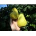 Колоновидная Груша Найт-Верт