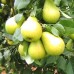 Колоновидная Груша Найт-Верт