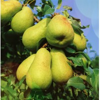 Колоновидная Груша Нежность Колоновидная Груша Нежность